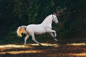 Top running horse hd wallpaper for mobile HD Download