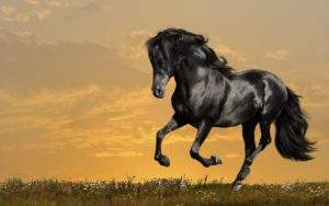 Top running horse hd wallpaper for mobile 4k Download