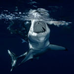 Download shark desktop background HD