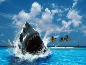 Download shark desktop background HD