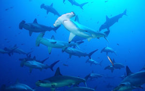 Top shark desktop background HD Download