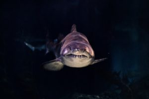 Top shark desktop background HD Download