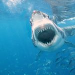 Top shark desktop background Download