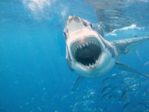 Top shark desktop background Download