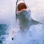 Top shark desktop background Download