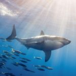 Top shark desktop background HD Download