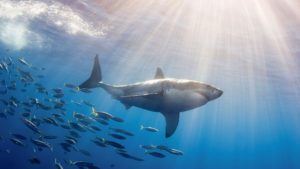 Top shark desktop background HD Download