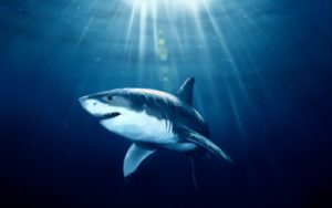 Download shark desktop background HD