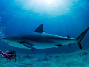 Top shark desktop background free Download