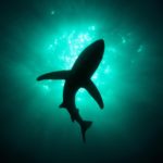 Top shark desktop background HD Download