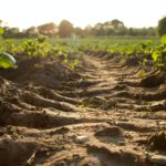 Top soil wallpaper 4k Download