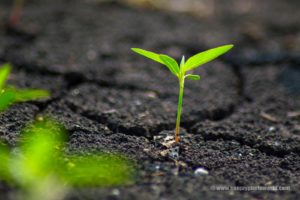 Top soil wallpaper free Download