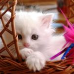 Top sweet cute wallpapers HD Download