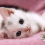 Download sweet cute wallpapers HD