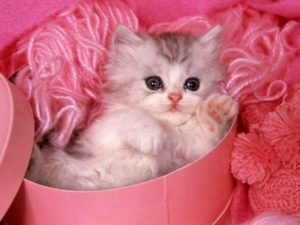 Download sweet cute wallpapers HD