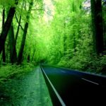 Top wallpaper hd nature forest 4k Download