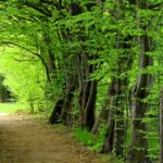 Top wallpaper hd nature forest HD Download