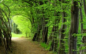 Top wallpaper hd nature forest HD Download