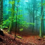 Download wallpaper hd nature forest HD