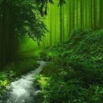 Top wallpaper hd nature forest HD Download