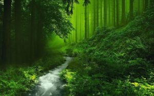 Top wallpaper hd nature forest HD Download