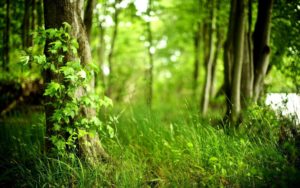 Top wallpaper hd nature forest 4k Download