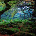 Top wallpaper hd nature forest 4k Download