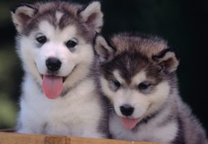 Top wallpaper husky puppy 4k Download