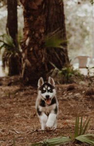 Top wallpaper husky puppy HD Download