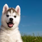 Top wallpaper husky puppy HD Download