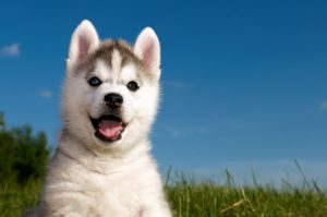 Top wallpaper husky puppy HD Download