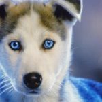 Download wallpaper husky puppy HD