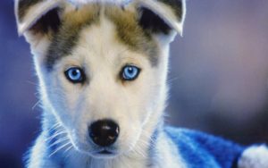 Download wallpaper husky puppy HD