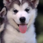 Top wallpaper husky puppy free Download