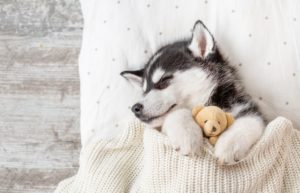 Download wallpaper husky puppy HD