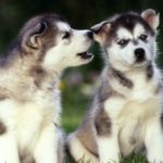 Top wallpaper husky puppy HD Download