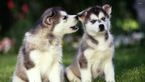 Top wallpaper husky puppy HD Download