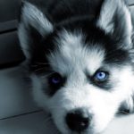 Top wallpaper husky puppy Download