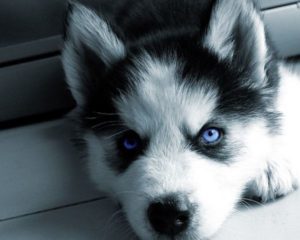 Top wallpaper husky puppy Download