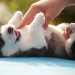 Download wallpaper husky puppy HD