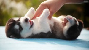 Download wallpaper husky puppy HD