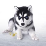 Download wallpaper husky puppy HD