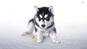 Download wallpaper husky puppy HD