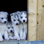 Download wallpaper husky puppy HD