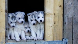 Download wallpaper husky puppy HD