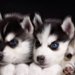 Top wallpaper husky puppy HD Download