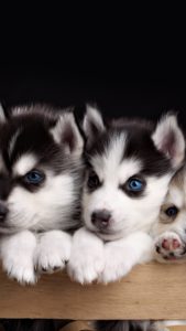 Top wallpaper husky puppy HD Download