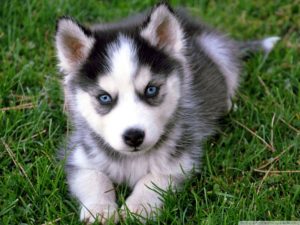 Download wallpaper husky puppy HD