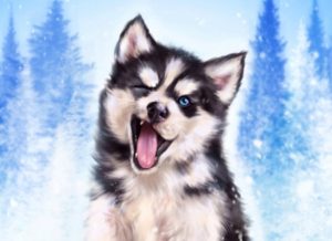 Download wallpaper husky puppy HD