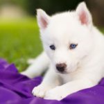 Top wallpaper husky puppy 4k Download